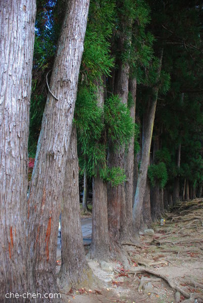 Trees @ Nara
